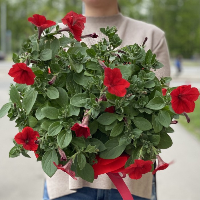 Петуния в горшке микс