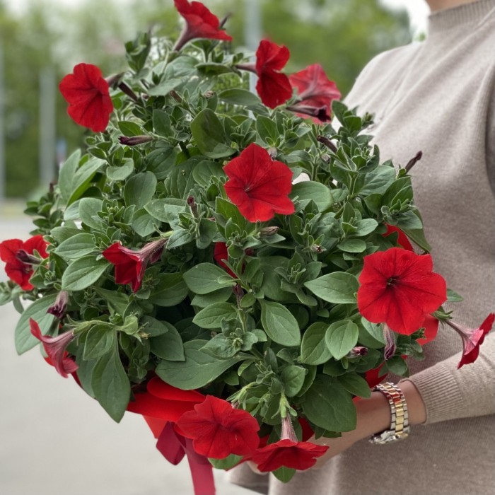 Петуния в горшке микс