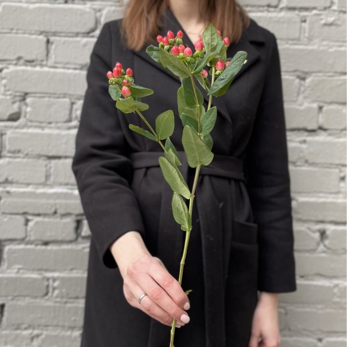 Гиперикум красный