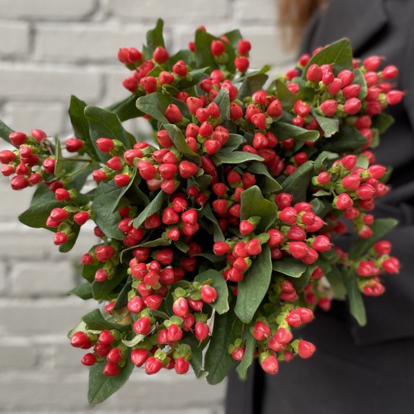 Гиперикум красный