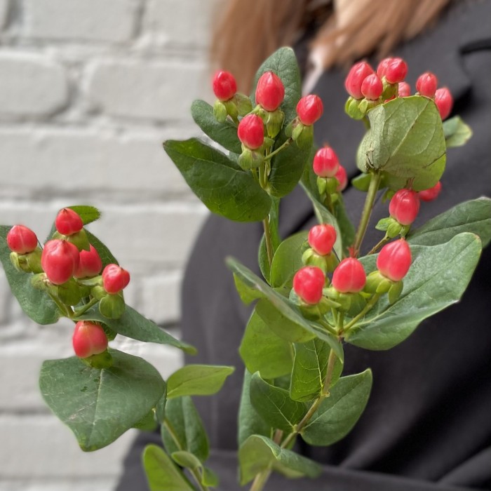 Гиперикум красный