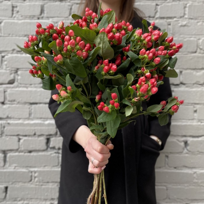 Гиперикум красный