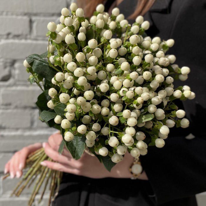 Гиперикум белый