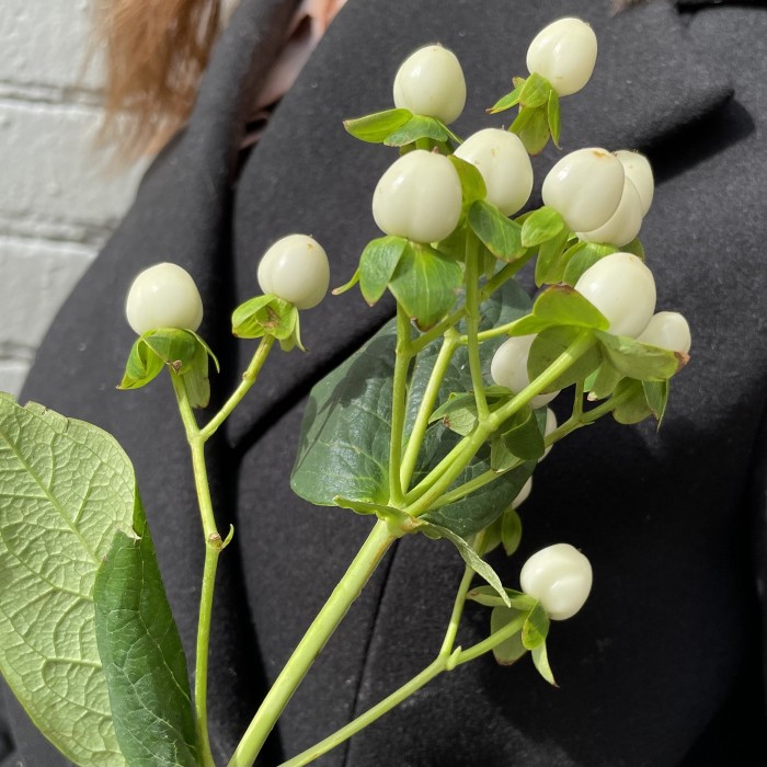 Гиперикум белый