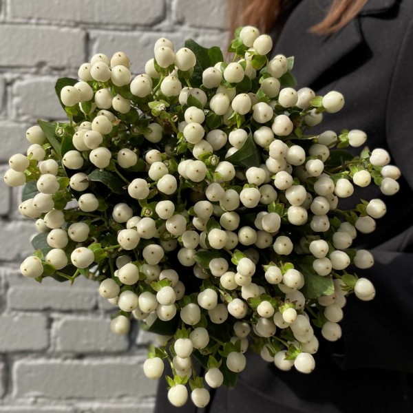 Гиперикум белый