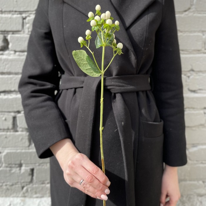 Гиперикум белый