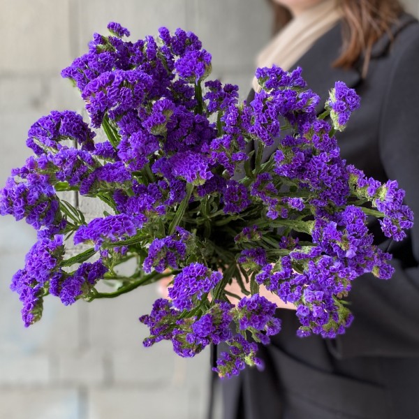 Статица фиолетовая