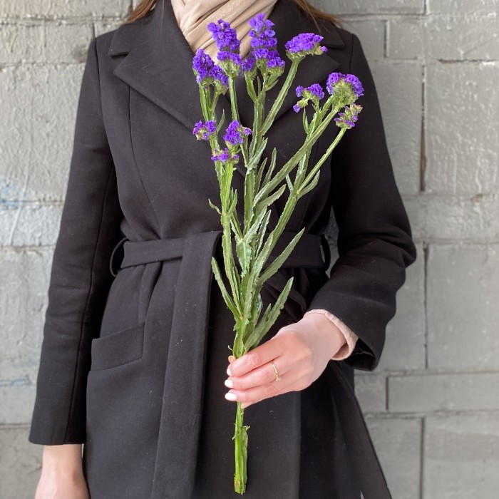 Статица фиолетовая