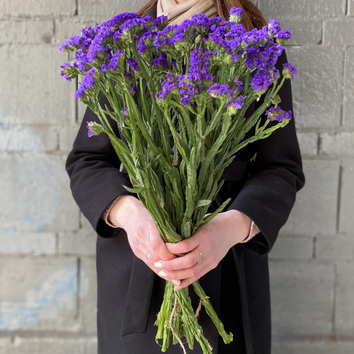 Статица фиолетовая