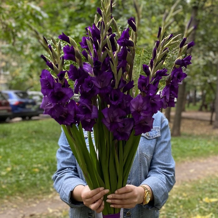 11 темно-фиолетовых гладиолусов
