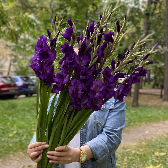 11 темно-фиолетовых гладиолусов