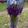 11 темно-фиолетовых гладиолусов
