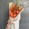 9 коралловых гладиолусов
