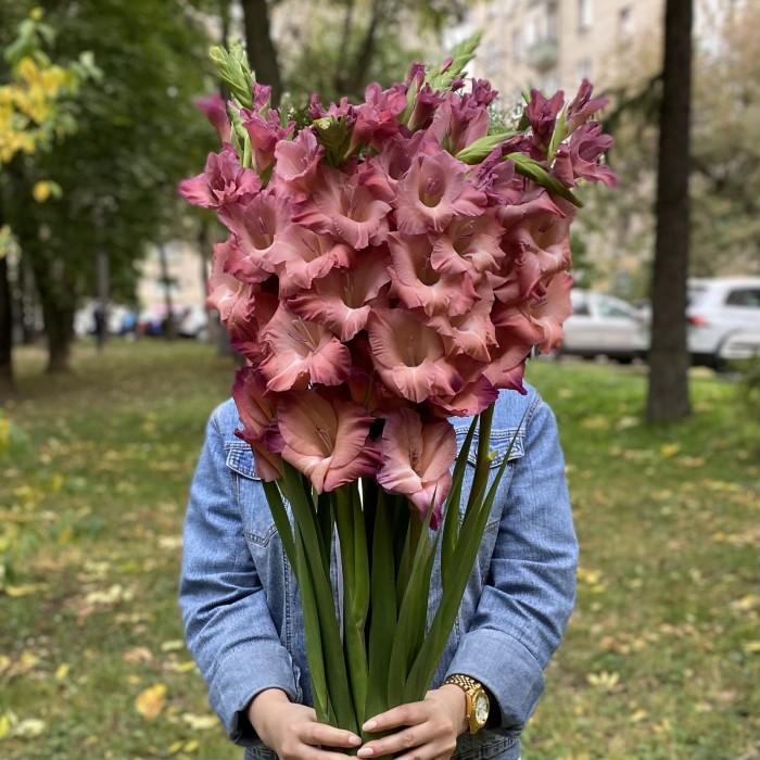9 розово-фиолетовых гладиолусов