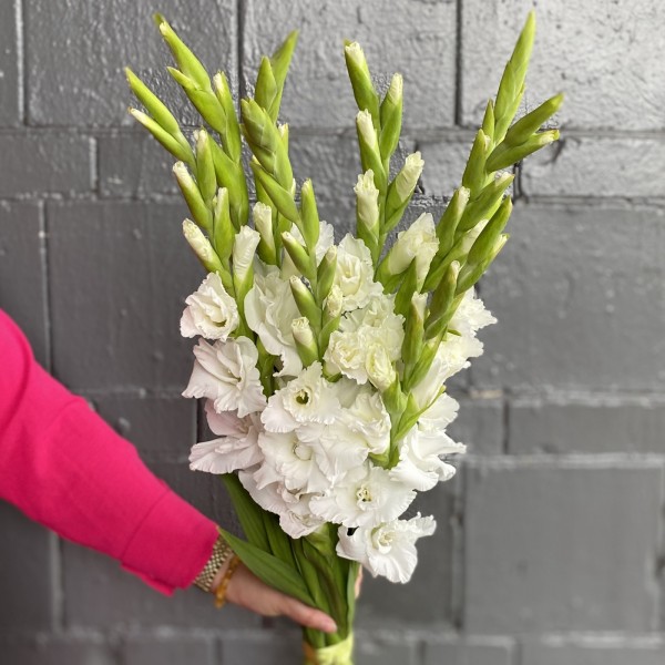 Гладиолус белый