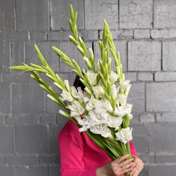 Гладиолус белый