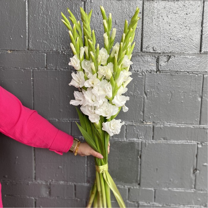 Гладиолус белый