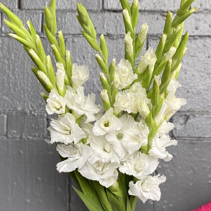 Гладиолус белый