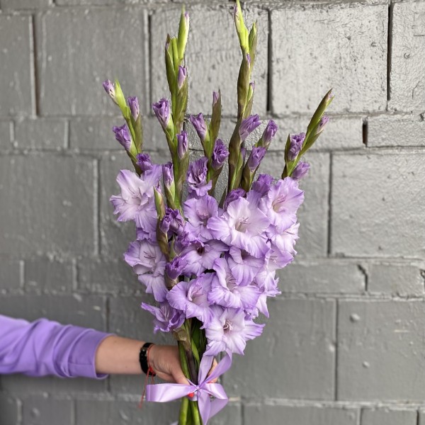 Гладиолус фиолетовый