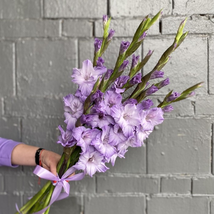 Гладиолус фиолетовый