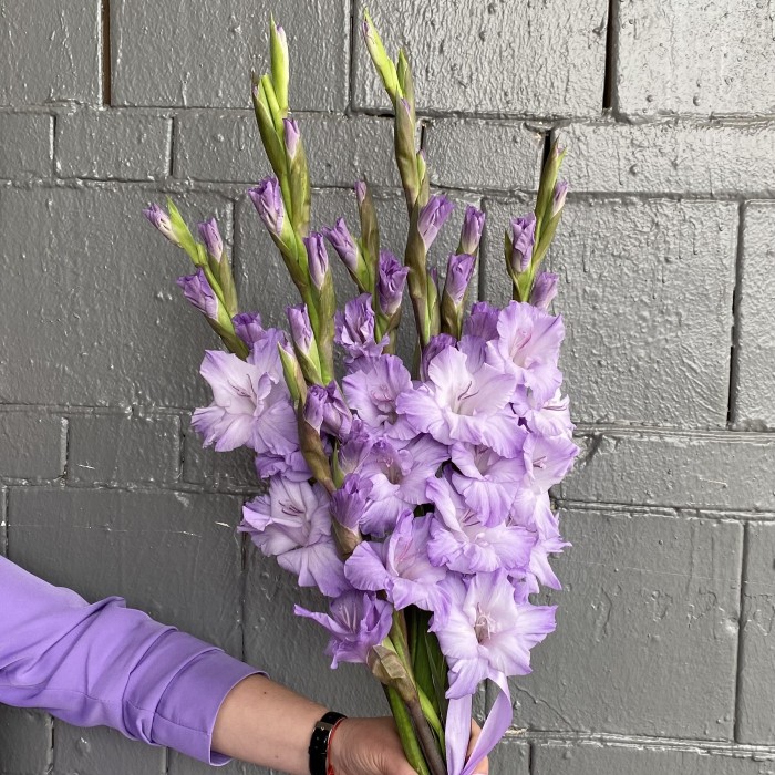 Гладиолус фиолетовый