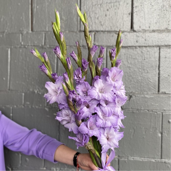 Гладиолус фиолетовый