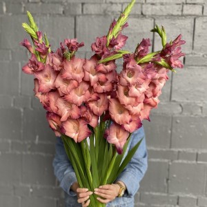 Гладиолус розово-фиолетовый