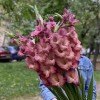Гладиолус розово-фиолетовый