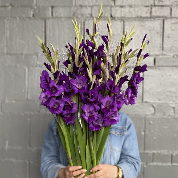 Гладиолус темно-фиолетовый