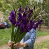 Гладиолус темно-фиолетовый