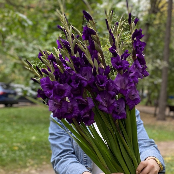 Гладиолус темно-фиолетовый