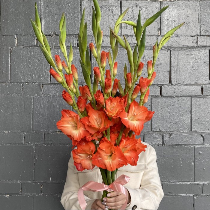 Гладиолус коралловый