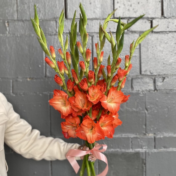 Гладиолус коралловый