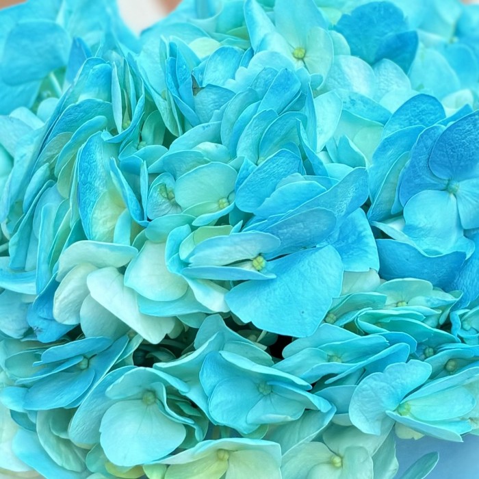 Голубая гортензия в коробке