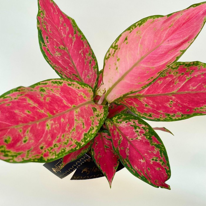 Аглаонема анимани пинк