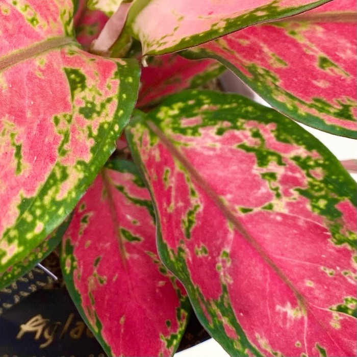 Аглаонема анимани пинк