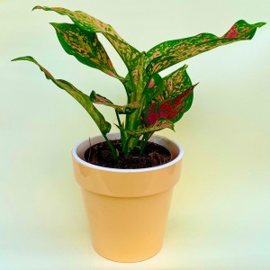 Аглаонема руби супер пинк