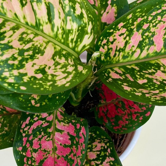 Аглаонема руби супер пинк