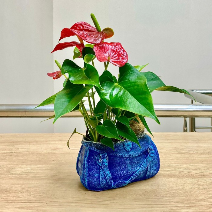 Антуриум красный в кашпо собачка в сумочке