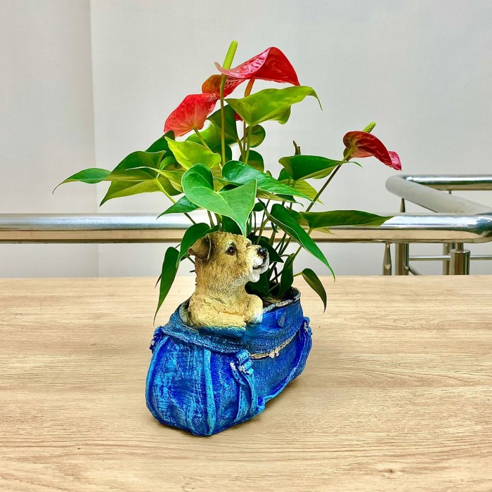 Антуриум красный в кашпо собачка в сумочке