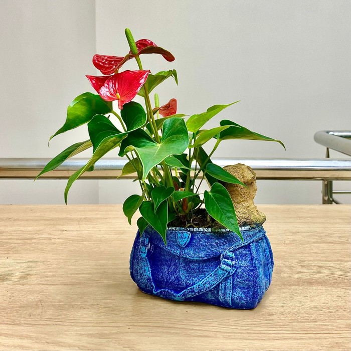 Антуриум красный в кашпо собачка в сумочке