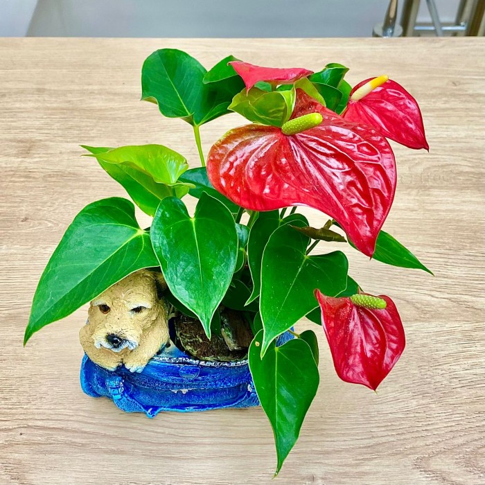 Антуриум красный в кашпо собачка в сумочке