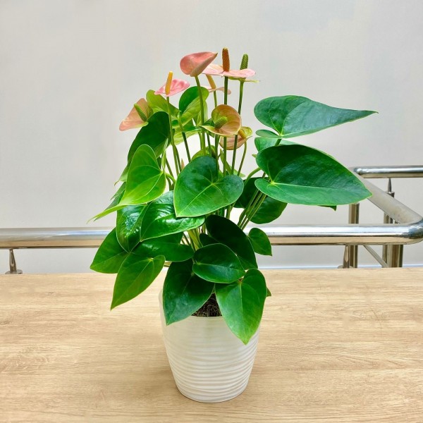 Антуриум розовый