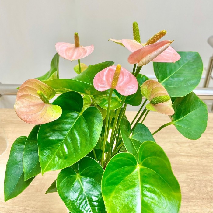 Антуриум розовый