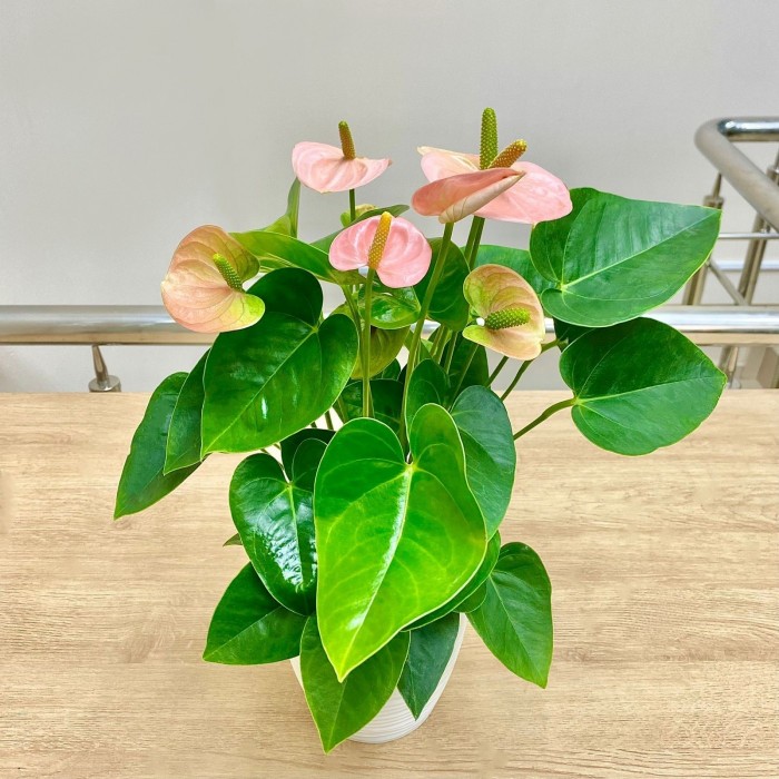 Антуриум розовый