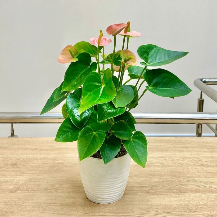 Антуриум розовый