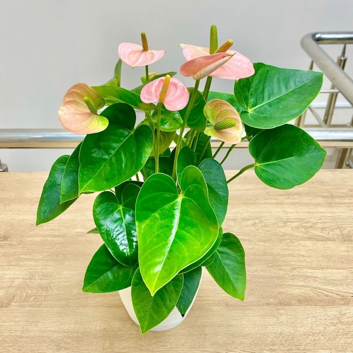 Антуриум розовый