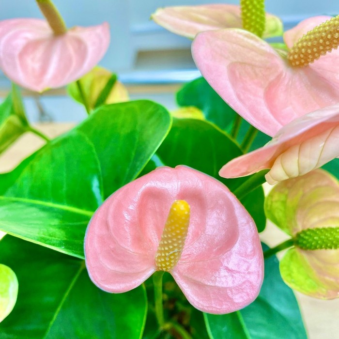 Антуриум розовый