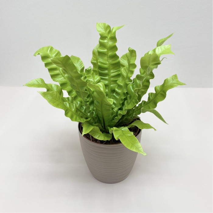 Асплениум  в горшке