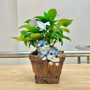 Бальзамин Новогвинейский белый в кашпо с котятами